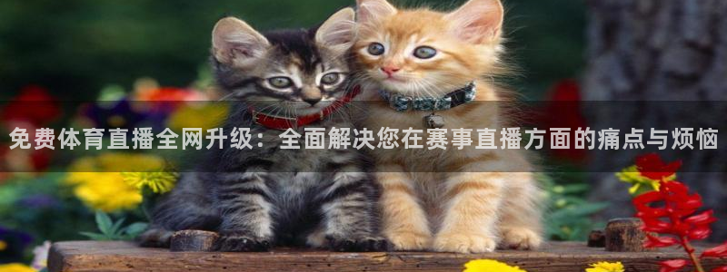 88看球直播无插件直播